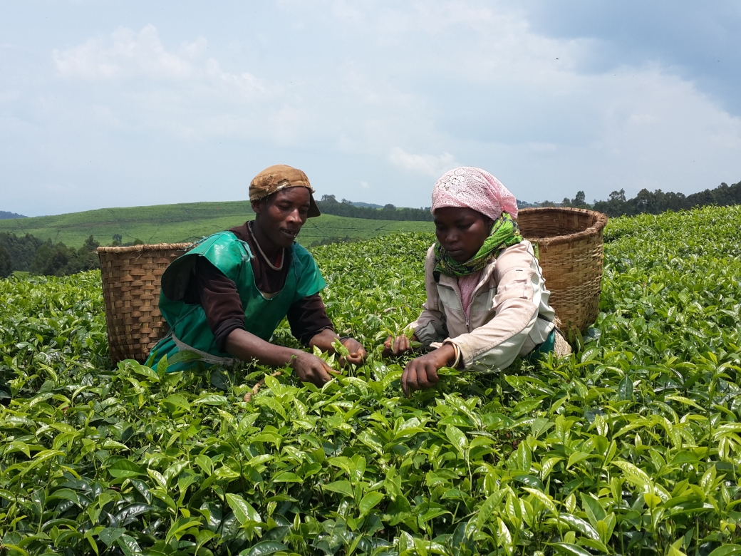 Tea planting begins at new Rwandan factory