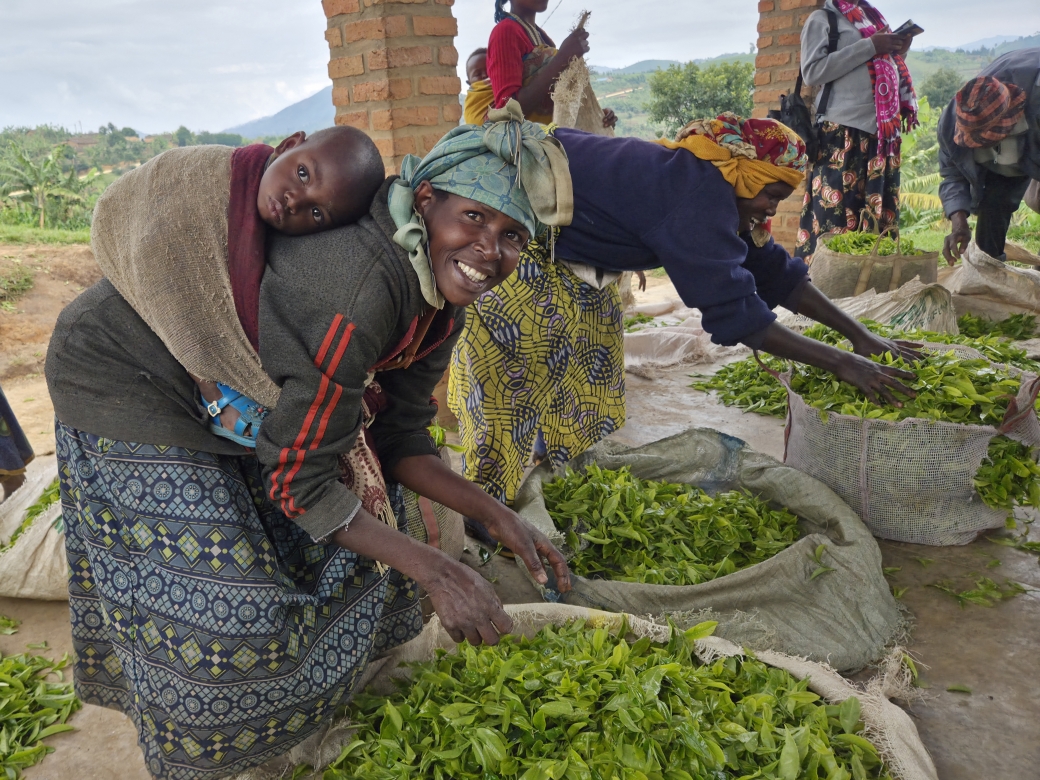 Mulindi tea factory becomes smallholder-owned