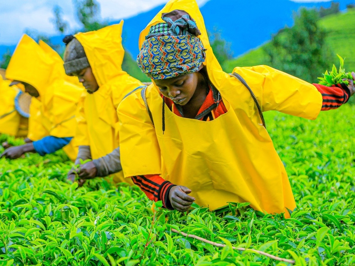 The Wood Foundation Africa invests in Mushubi Tea Factory to boost Rwanda’s tea sector