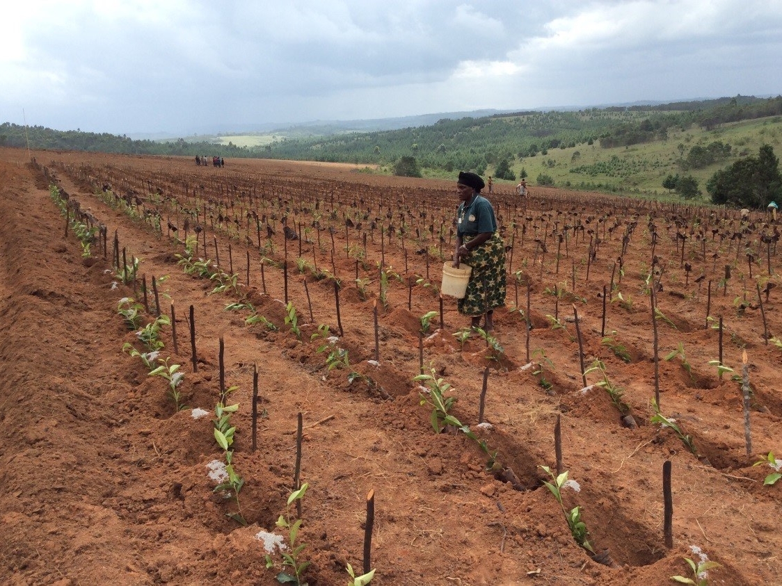 President Magufuli inaugurates Unilever Kabambe Tea Factory