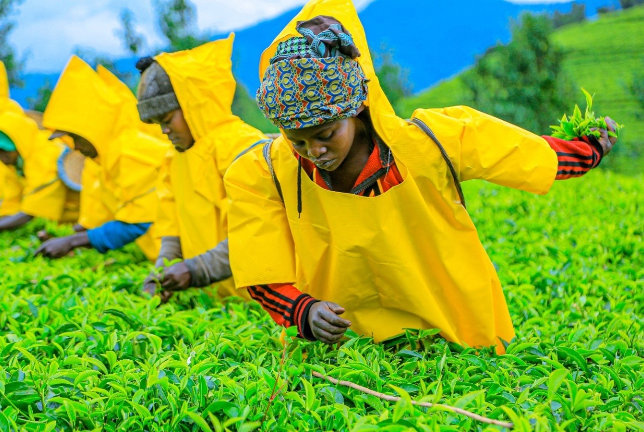 The Wood Foundation Africa invests in Mushubi Tea Factory to boost Rwanda’s tea sector