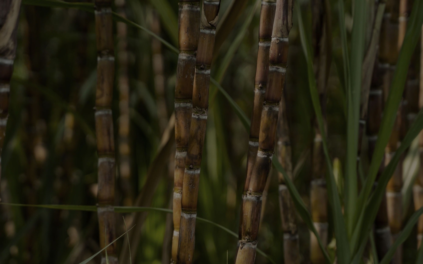 Imgi 18 Sugarcane