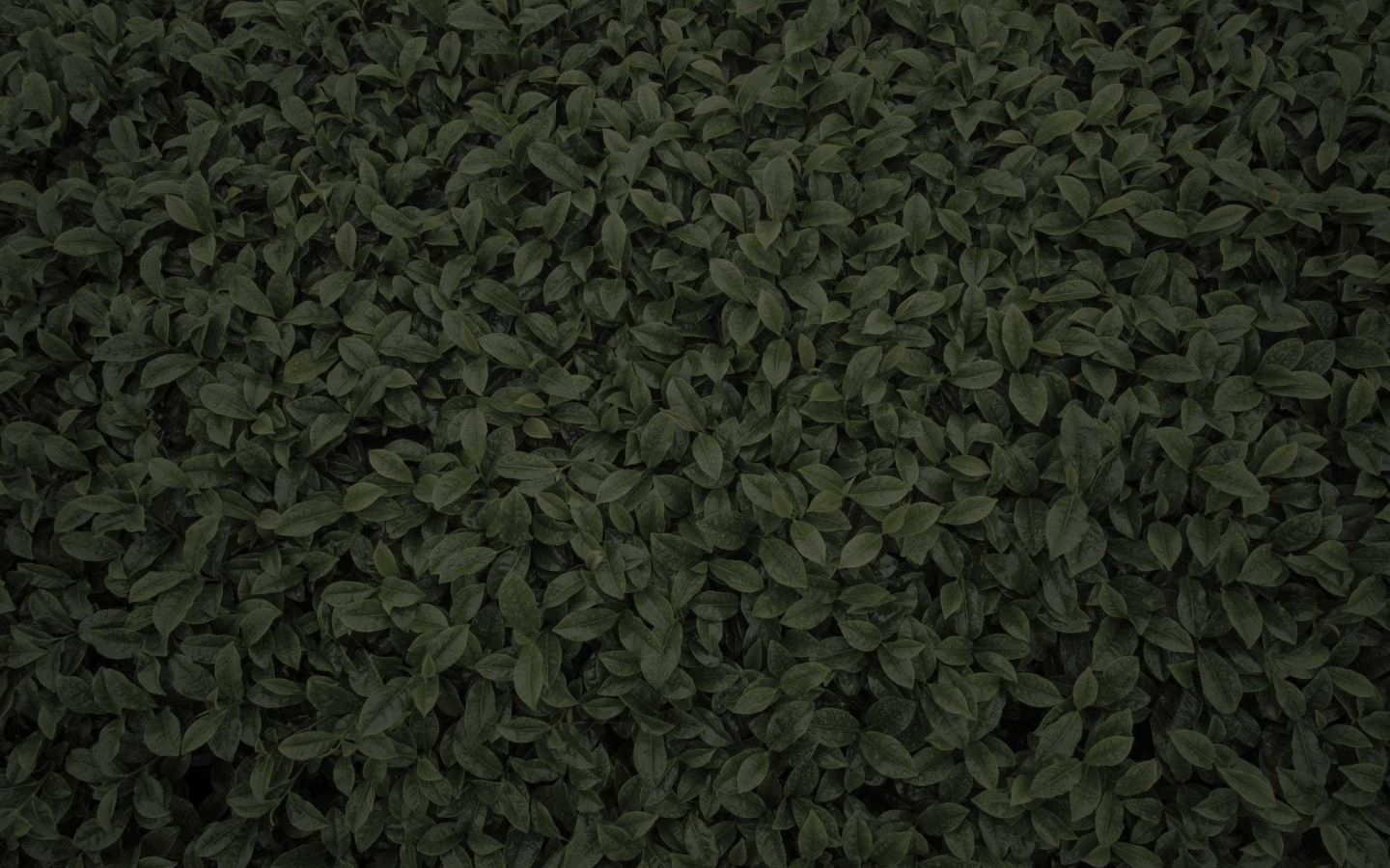 Imgi 34 TEA BACKGROUND