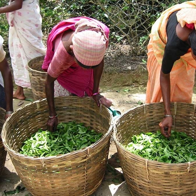 Imgi 5 Chai2