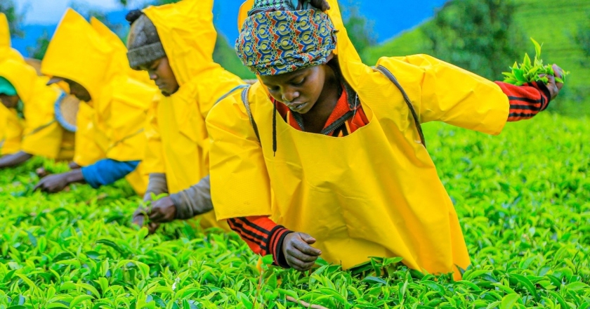 The Wood Foundation Africa invests in Mushubi Tea Factory to boost Rwanda’s tea sector
