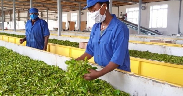 Economic and community benefits of tea investment