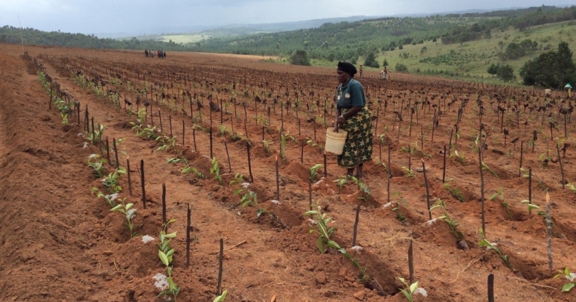 President Magufuli inaugurates Unilever Kabambe Tea Factory