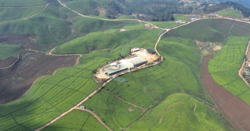 Nshili Kivu Tea Factory, Rwanda
