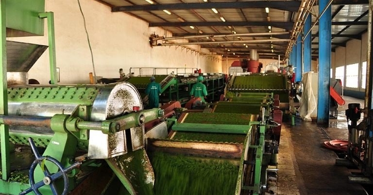 Chai industry-level programme in Tanzania