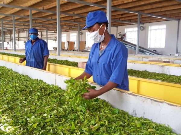 Economic and community benefits of tea investment
