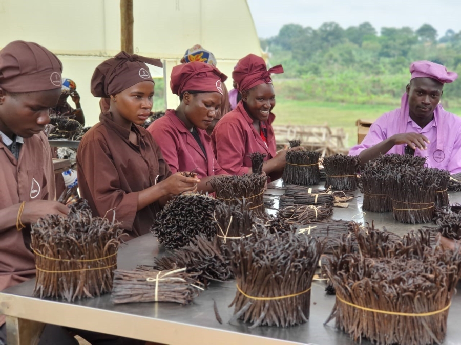 The Wood Foundation Africa invests in Uganda’s vanilla sector